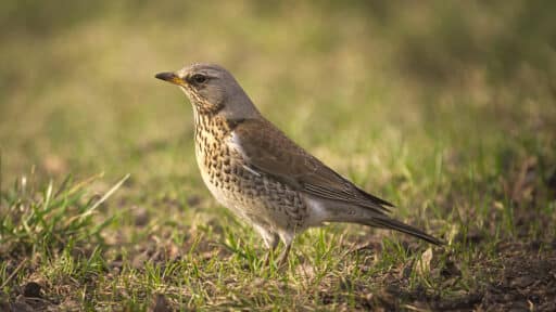 Bild på fågelarten Björktrast (Turdus pilaris)