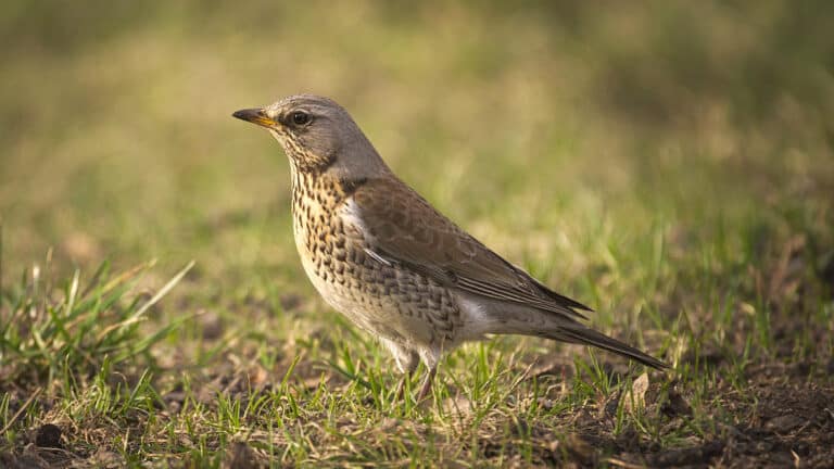 Bild på fågelarten Björktrast (Turdus pilaris)