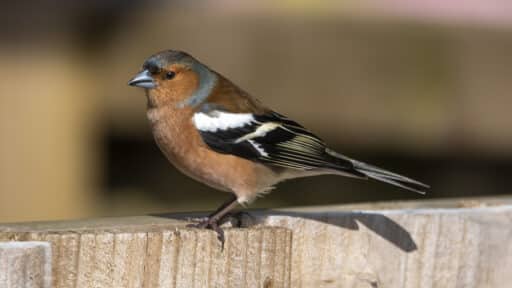 Bild på fågelarten Bofink (Fringilla coelebs)