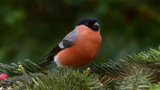 Bild på fågelarten Domherre (Pyrrhula pyrrhula)