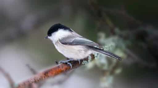 Bild på fågelarten Entita (Poecile palustris)