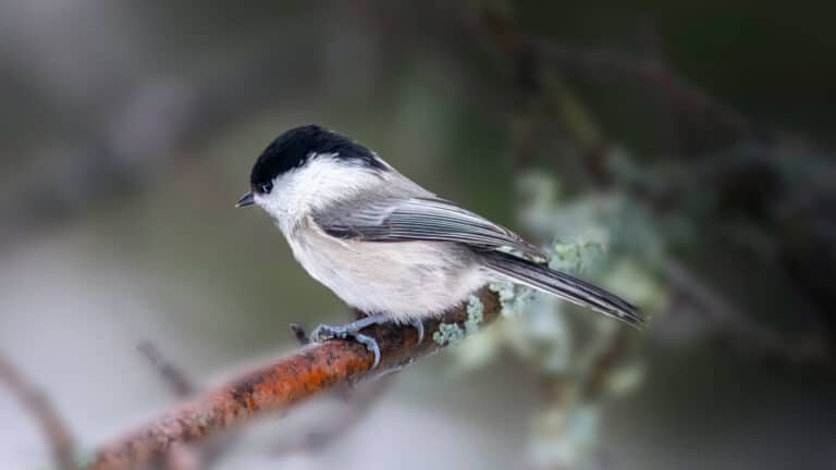 Bild på fågelarten Entita (Poecile palustris)