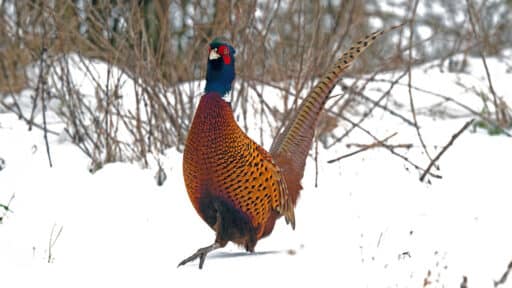 Bild på fågelarten Fasan (Phasianus colchicus)