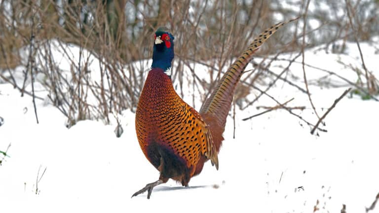 Bild på fågelarten Fasan (Phasianus colchicus)
