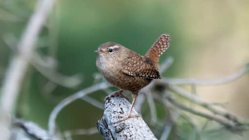 Bild på fågelarten Gärdsmyg (Troglodytes troglodytes)