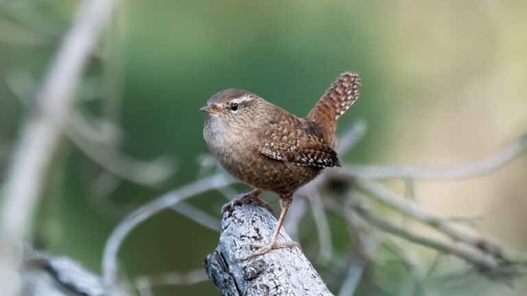 Bild på fågelarten Vanlig fjærmygg (Troglodytes troglodytes)
