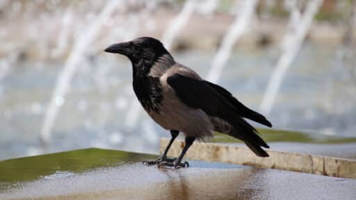 Bild på fågelarten Kråka (Corvus cornix)