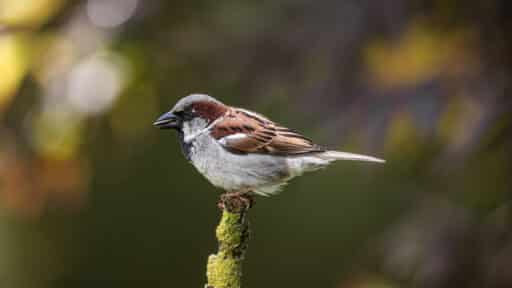 Bild på fågelarten Gråsparv (Passer domesticus)