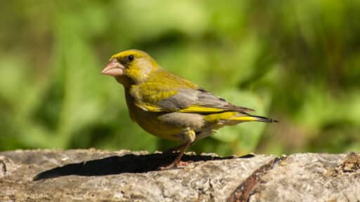 Bild på fågelarten Grönfink (Chloris chloris)