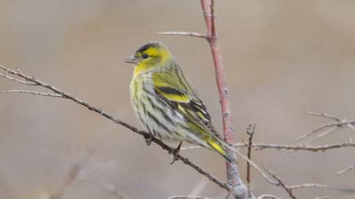 Bild på fågelarten Grönsiska (Spinus spinus)