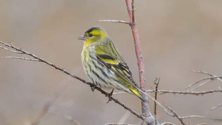 Bild på fågelarten Grönsiska (Spinus spinus)