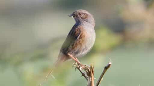 Bild på fågelarten Järnsparv (Prunella modularis)