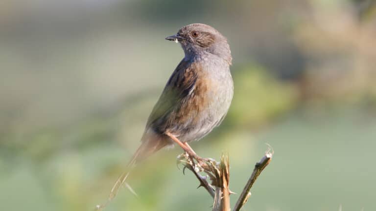 Bild på fågelarten Järnsparv (Prunella modularis)