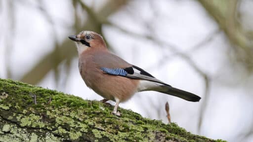 Bild på fågelarten Nötskrika (Garrulus glandarius)
