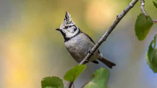 Bild på fågelarten Tofsmes (Lophophanes cristatus)