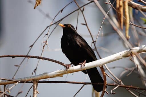 Bild på fågelarten Koltrast (Turdus merula)