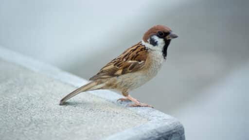 Bild på fågelarten Pilfink (Passer montanus)
