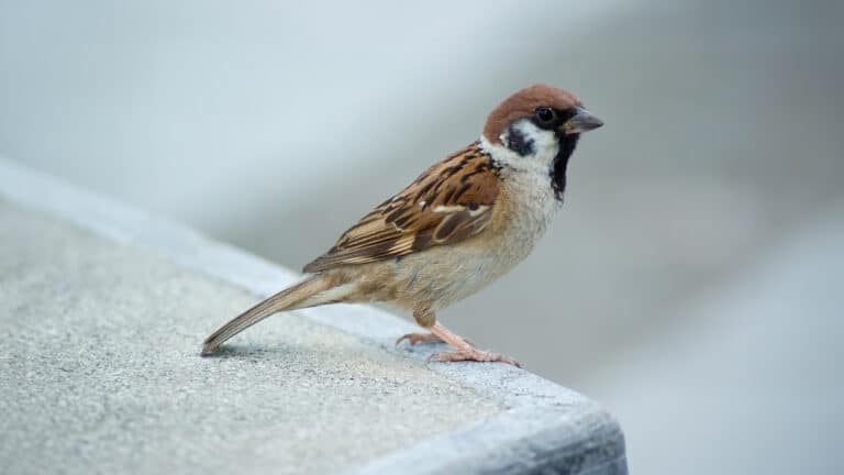 Bild på fågelarten Pilfink (Passer montanus)