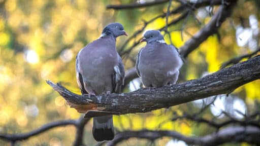 Bild på fågelarten Ringduva (Columba palumbus)