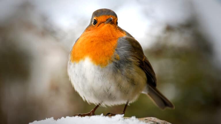 Bild på fågelarten Rödhake (Erithacus rubecula)