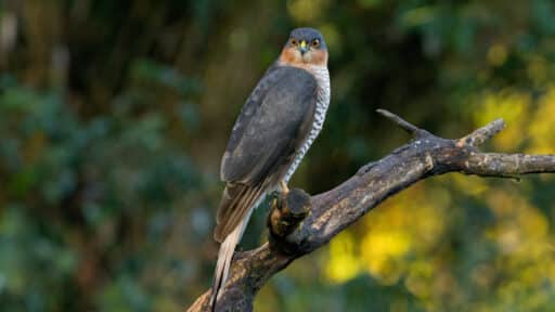 Bild på fågelarten Sparvhök (Accipiter nisus)