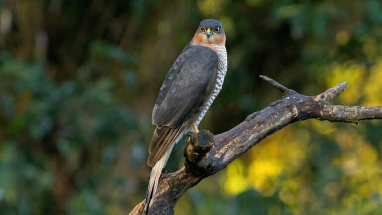 Bild på fågelarten Sparvhök (Accipiter nisus)
