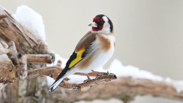 Bild på fågelarten Steglits (Carduelis carduelis)