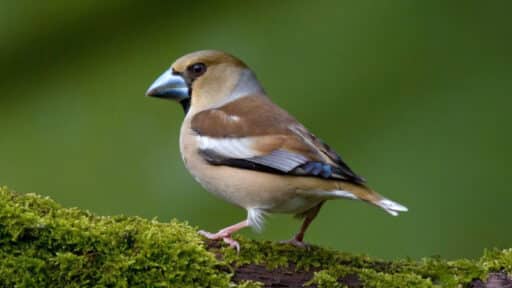 Bild på fågelarten Stenknäck (Coccothraustes coccothraustes)