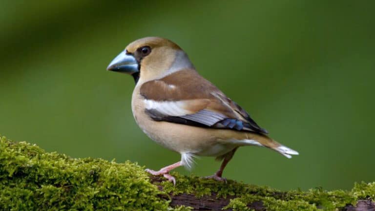 Bild på fågelarten Stenknäck (Coccothraustes coccothraustes)