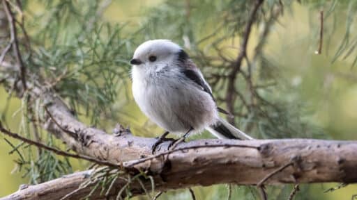 Bild på fågelarten Stjärtmes (Aegithalos caudatus)