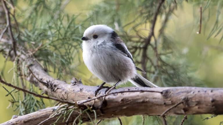 Bild på fågelarten Stjärtmes (Aegithalos caudatus)