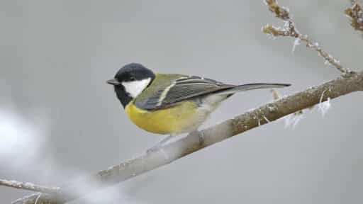 Bild på fågelarten Talgoxe (Parus major)