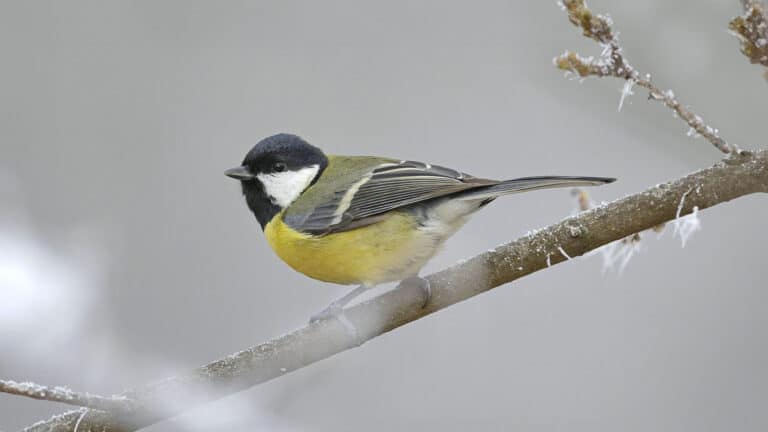 Bild på fågelarten Talgoxe (Parus major)