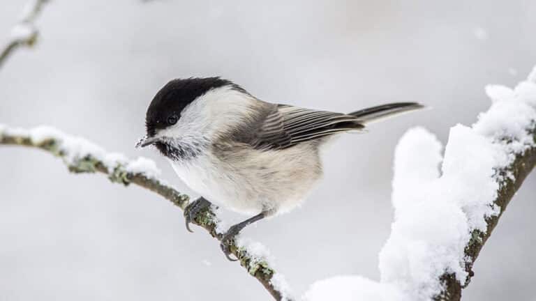 Bild på fågelarten Talltita (Poecile montanus)