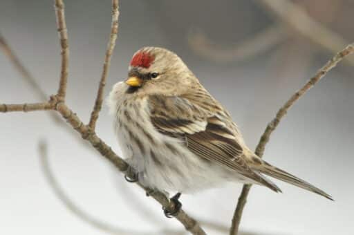 Bild på fågelarten Snösiska (Acanthis nivalis)