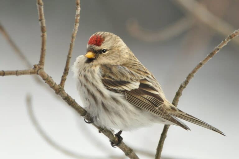 Bild på fågelarten Snösiska (Acanthis nivalis)