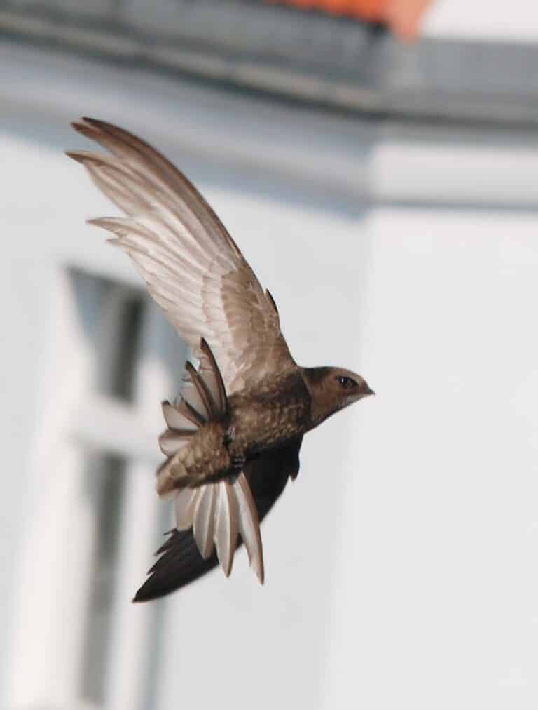 Bild på fågelarten Tårnseiler (Apus apus)
