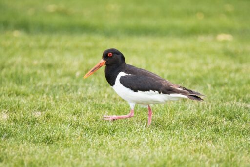 Bild på fågelarten Strandskata (Haematopus ostralegus)