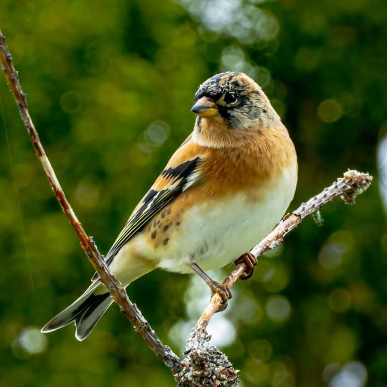 Bild på fågelarten Fjellfinke (Fringilla montifringilla)