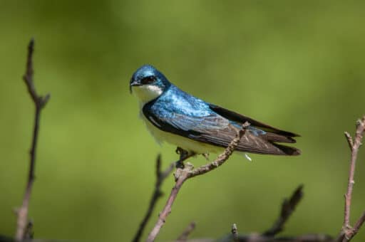 Bild på fågelarten Hussvala (Delichon urbicum)