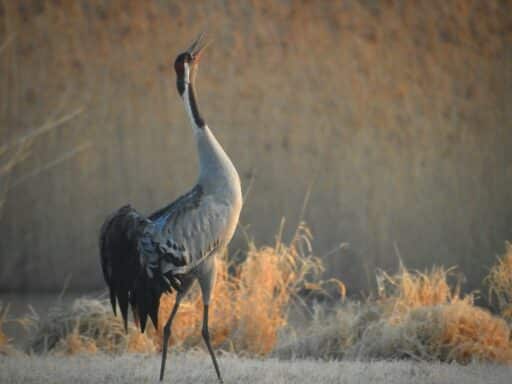 Bild på fågelarten Trana (Grus grus)