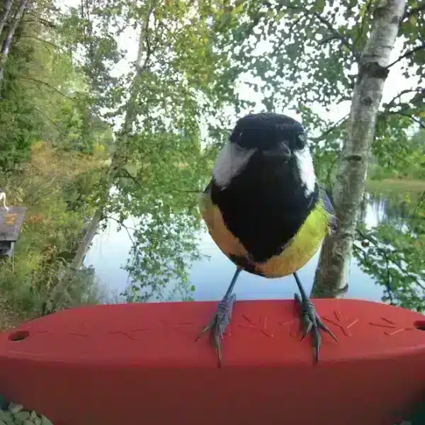 Birdbuddy, fågelmatare med kamera, blå - Bild 3