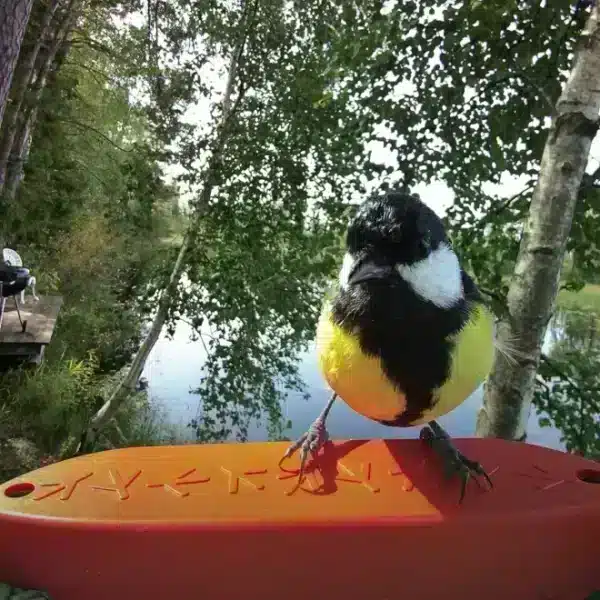 Birdbuddy, fågelmatare med kamera, blå - Bild 2